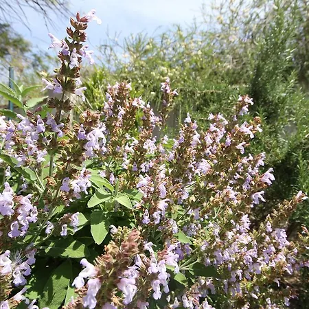 לינה וארוחת בוקר Santa Gilla קליארי